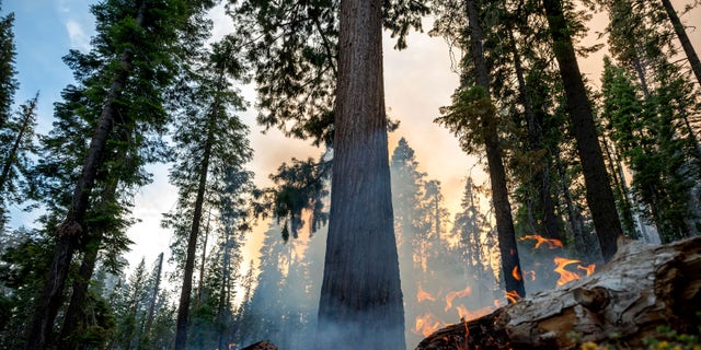 The Washburn Fire burns in Mariposa Grove in Yosemite National Park, California, on Friday.