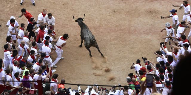 A bull calf runs into the bullring at the end of the run of the bulls to provide additional entertainment at the Festival of San Fermin in Pamplona, Spain, Monday July 11, 2022.