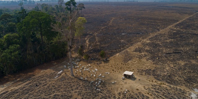 Cattle graze on land recently burned and deforested by cattle farmers near Novo Progresso, Para state, Brazil.