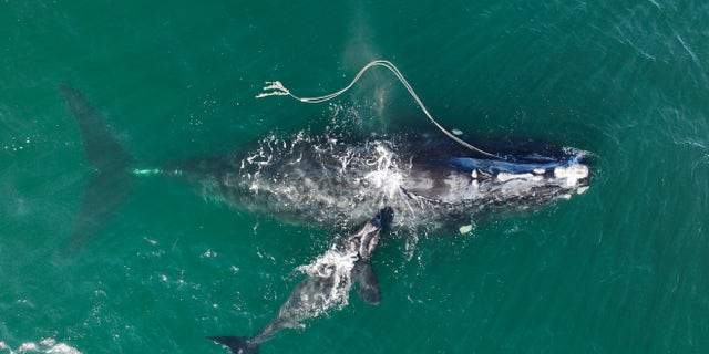 An endangered North Atlantic right whale gets entangled in fishing rope with a newborn calf in waters near Cumberland Island, Georgia, on Dec. 2, 2021.