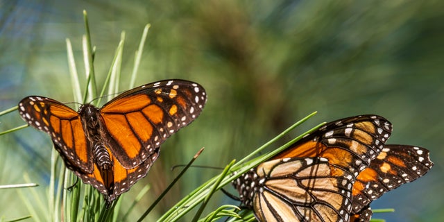 The monarch butterfly has officially been classified as an endangered species.