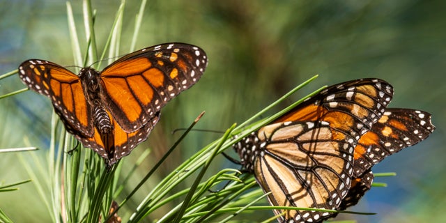 The monarch butterfly has officially been classified as an endangered species.