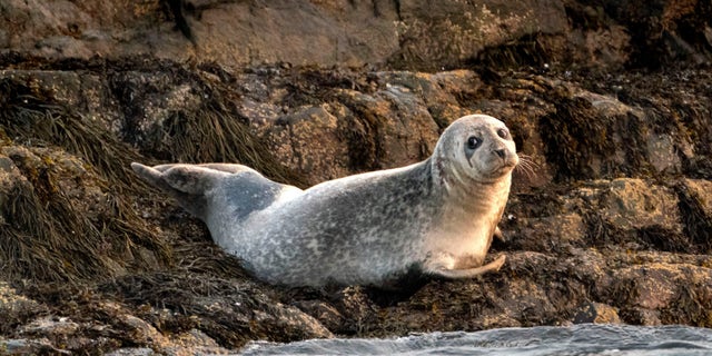 A grey seal lounges on a small island off Portland, Maine. The federal government is conducting a special investigation into seal deaths in Maine. About 150 of the animals have been stranded this summer, and avian flu appears to be the key reason. 