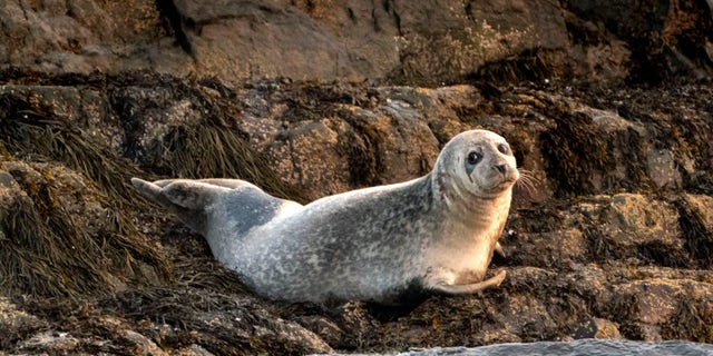 A grey seal lounges on a small island off Portland, Maine. The federal government is conducting a special investigation into seal deaths in Maine. About 150 of the animals have been stranded this summer, and avian flu appears to be the key reason.