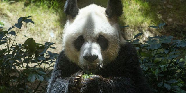 A panda lived until he was 35 years old in Ocean Park - an amusement park in Aberdeen, Hong Kong.