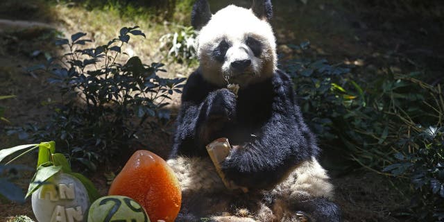 An An the panda celebrated his 29th birthday at Ocean Park in July 2015 with fruit.