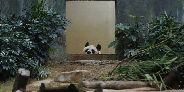 An An's health deteriorated in recent weeks, according to Ocean Park Hong Kong.