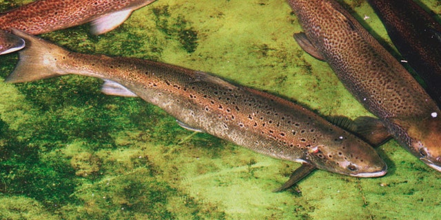 Wild Atlantic salmon swim at a fish hatchery in Orland, Maine, in this undated file photo. The federal government is conducting a review of four dams on the Kennebec River in Maine that could result in a lifeline for the last wild Atlantic salmon in the United States.