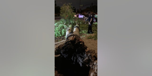 A fallen tree in the town of Gilbert, Arizona