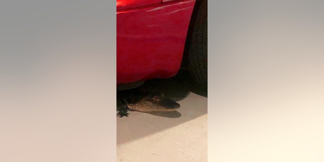 An alligator was found in a parking garage by sheriff's office dispatchers earlier this week.