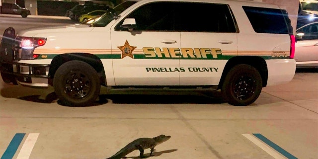 The gator was relocated by deputies with the Pinellas County Sheriff's Office.