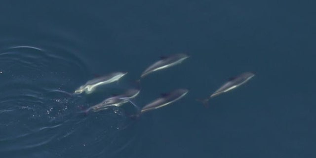 A group of Atlantic white-sided dolphins swimming