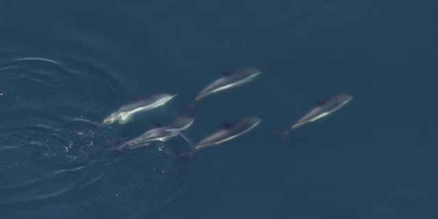 A group of Atlantic white-sided dolphins swimming