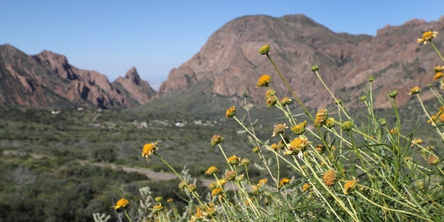 FILE - Flowers grow overlooking the Chisos Basin on Oct. 16, 2016, in the Big Bend National Park in West Texas. Big Bend is a rugged, vast and remote region along the U.S.-Mexico border and includes the Big Bend National Park. 