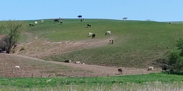 "Wisconsin's kind of what you'd think it would be," Barnes said. "When you think of Wisconsin, you think dairy. So you do see the dairy." He took this picture of a field of cows in Wisconsin.