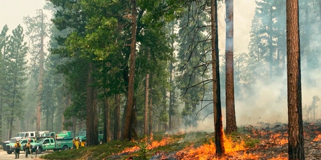 In this photo provided by the National Park Service, the Washburn Fire burns next to a roadway north of the Wawona Hotel in Yosemite National Park, Calif., Monday, July 11, 2022. 