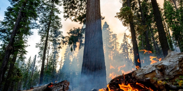 The Washburn Fire burns in Mariposa Grove in Yosemite National Park, Calif., on Friday, July 8, 2022. 