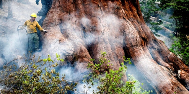 A firefighter protects a sequoia tree as the Washburn Fire burns in Mariposa Grove in Yosemite National Park, Calif., on Friday, July 8, 2022. 
