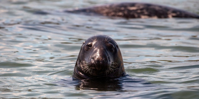 Grey and Harbor Seals, favored prey of Great White Sharks, swim around the harbor in Chatham, Massachusetts on July 15, 2022. 