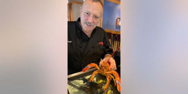 Restaurant manager Mario Roque is pictured with Cheddar the lobster, which was found at his restaurant in Hollywood, Florida, last month.