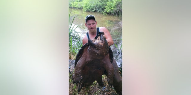 Justin Broomhall, 25, of Longview, Texas, was fishing for catfish on Father's Day when he reeled in this massive alligator snapping turtle and held it up for a photo. Justin Broomhall, 25, of Longview, Texas, was fishing for catfish on Father's Day when he reeled in this massive alligator snapping turtle and held it up for a photo.