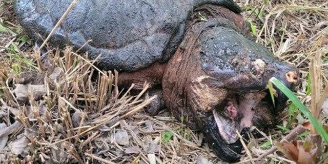Broomhall estimates the alligator snapping turtle weighed about 150 ...에 160 파운드. 