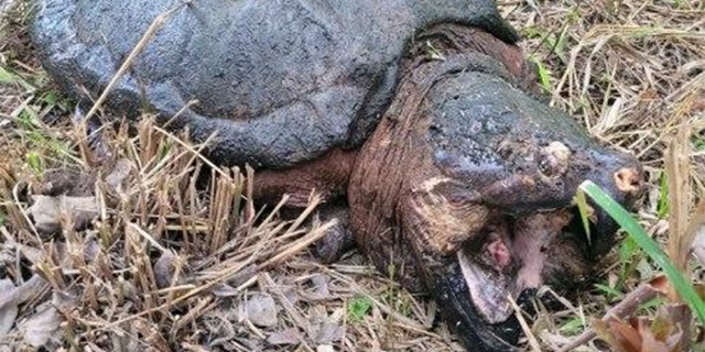 Broomhall estimates the alligator snapping turtle weighed about 150 to 160 pounds. Broomhall estimates the alligator snapping turtle weighed about 150 to 160 pounds.