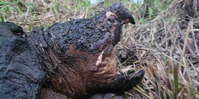 Broomhall thinks the alligator snapping turtle was at least 100 years old, if not older. Broomhall noticed the animal's eyes were getting hazy, and it could've been blind.