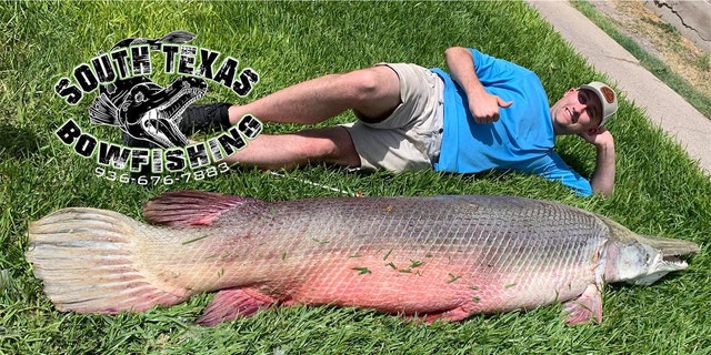 The massive alligator gar was caught by three customers on a guided fishing tour led by South Texas Bowfishing.