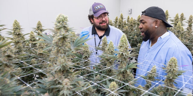 David Ortiz, aka Big Papi, with Alex Pryor, VP of cultivation at Rev Farms. Ortiz has teamed up with Rev Farms to launch Papi Cannabis. 
