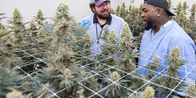David Ortiz, aka Big Papi, with Alex Pryor, VP of cultivation at Rev Farms. Ortiz has teamed up with Rev Farms to launch Papi Cannabis.