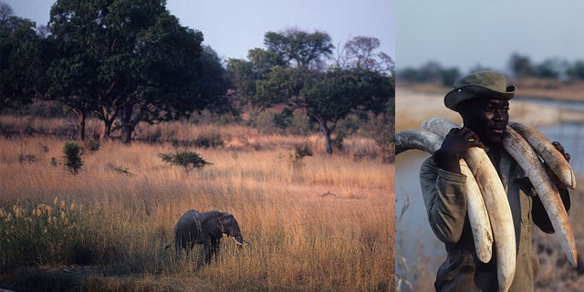A photo combination of an elephant in North Luangwa National Park , and a game scout carrying ivory tusks, both taken in Zambia in 1990. recovered from poachers