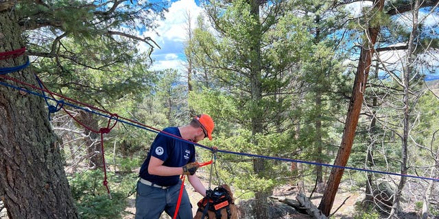 A K-9 participates in a special search and rescue training day. The K-9s practiced air scenting, trailing and skills for detecting human remains.