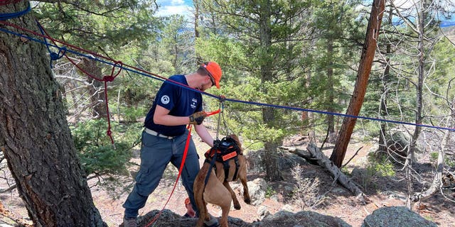 A K-9 participates in a special search and rescue training day. The K-9s practiced air scenting, trailing and skills for detecting human remains.