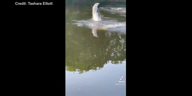 A dolphin swims in Connecticut's Norwich Marina