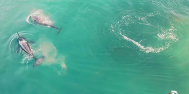 Two killer whales hunt a shark