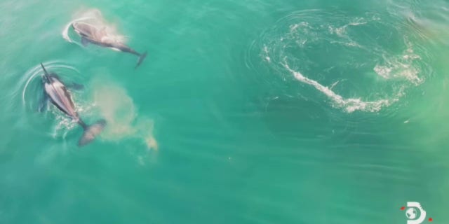 Two of the killer whales hunting the shark