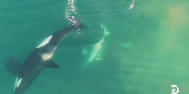 Three killer whales hunt a nine-foot great white shark