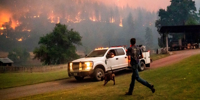 A man runs to a truck as a wildfire called the McKinney fire burns in Klamath National Forest, Calif., on Saturday, July 30, 2022. 