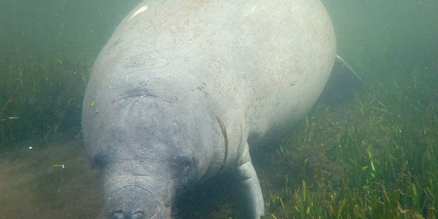 A manatee swims among seagrass in the Homosassa River on Oct. 5, 2021 in Homosassa, Florida. 