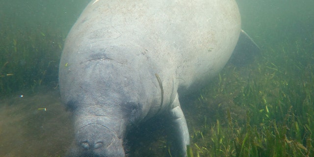 A manatee swims among seagrass in the Homosassa River on Oct. 5, 2021 in Homosassa, Florida.