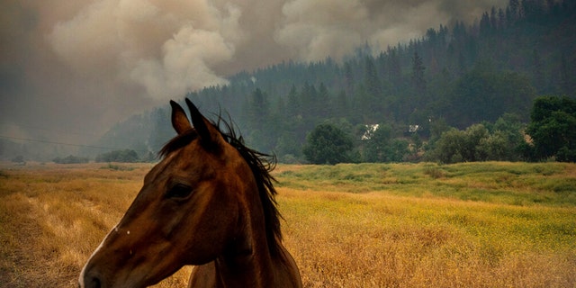 A horse grazes in a pasture as the McKinney Fire burns in Klamath National Forest, California, July 30, 2022.