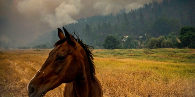 A horse grazes in a pasture as the McKinney Fire burns in Klamath National Forest, Calif., Saturday, July 30, 2022.