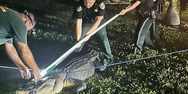 Charlotte County deputies and Florida Fish and Wildlife officers subdued the 11-foot, 2-inch gator.