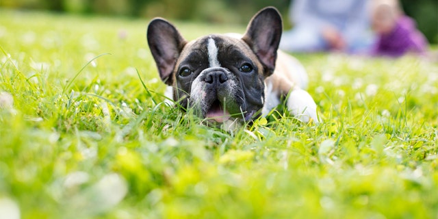 A baby French bulldog plays outdoors with its family. French bulldogs have been increasingly popular in recent years. 