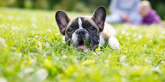 A baby French bulldog plays outdoors with its family. French bulldogs have been increasingly popular in recent years. 