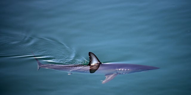 A shortfin mako shark has had a hold placed on fishing in attempt to rebuild species.