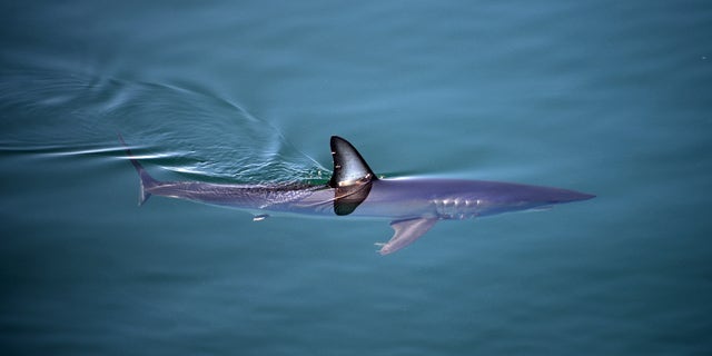 A shortfin mako shark has had a hold placed on fishing in attempt to rebuild species.