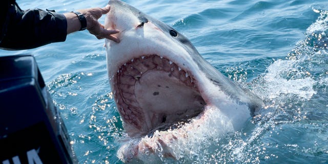 Der Weiße Hai (Carcharodon carcharias) – gefüttert von Tierführer Andre Hartmann – erscheint am 2. Dezember 2007 mit einem beeindruckend geöffneten Maul in Gansbaii, Südafrika, Atlantik. 