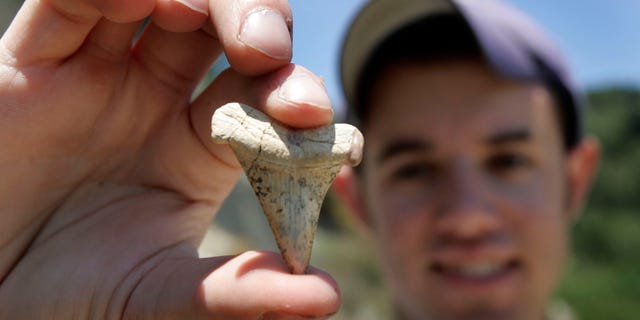 Un étudiant en paléontologie montre une dent d'un requin-taupe bleu âgé de 8 à 12 millions d'années le 14 juillet 2005 à Scotts Valley, en Californie.  